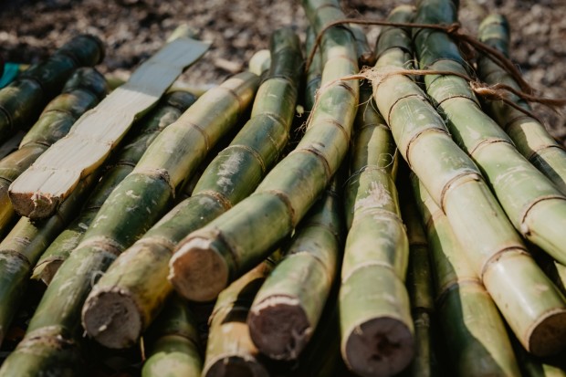 Sugar Cane 