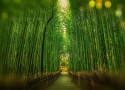 Bamboo  