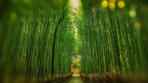 Bamboo  